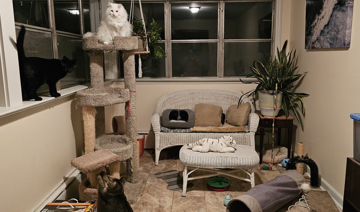 Imagecaptured's tweet photo. Our cats aren't spoiled at all. 😹😻
#catroom
#CatsOfTwitter https://t.co/61AzJ1BfxR