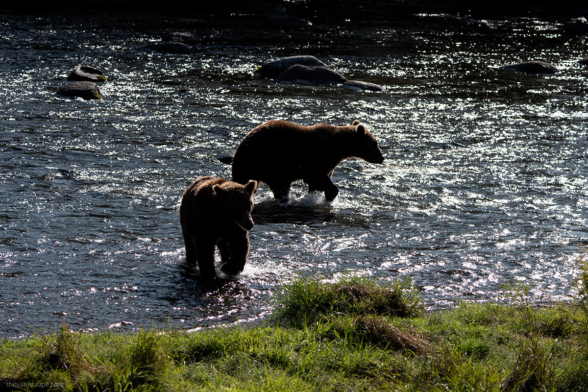 As it's #NationalParksWeek, some pictures from #Katmai #NationalPark in #Alaska. The best spot for #bear viewing. thevanescape.com/visiting-katma…