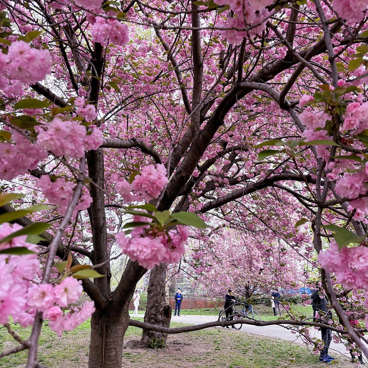 nmathari's tweet image. Peak spring blossoms in nyc!