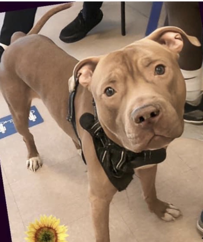 TomJumboGrumbo's tweet photo. Kash #167374 lost everything he loved just ONE week ago, his family moved without him. Usually a friendly, affectionate, outgoing and attention seeking dog who is now extremely stressed and struggling to adjust. With just one intake photo, NYCACC won’t give him a fair chance and he’s TBK Thursday. Just 2yo and a good boy, he certainly doesn’t deserve to die. Please pledge, RT Kash!
#RescueDogs #NewYork

https://t.co/OT8O8MwpZq