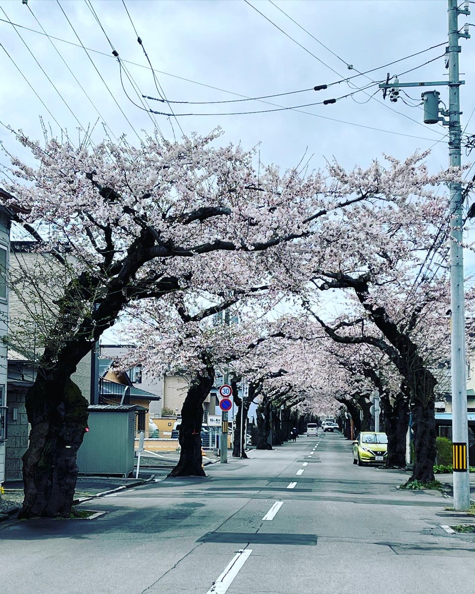 _9_1_4_6_9_'s tweet photo. #桜 #函館 #cherryblossoms #flowers
#lerningenglish #japan https://t.co/pv9QHYCNvF