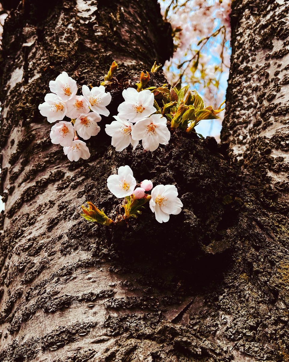 _9_1_4_6_9_'s tweet photo. #桜 #函館 #cherryblossoms #flowers
#lerningenglish #japan https://t.co/pv9QHYCNvF