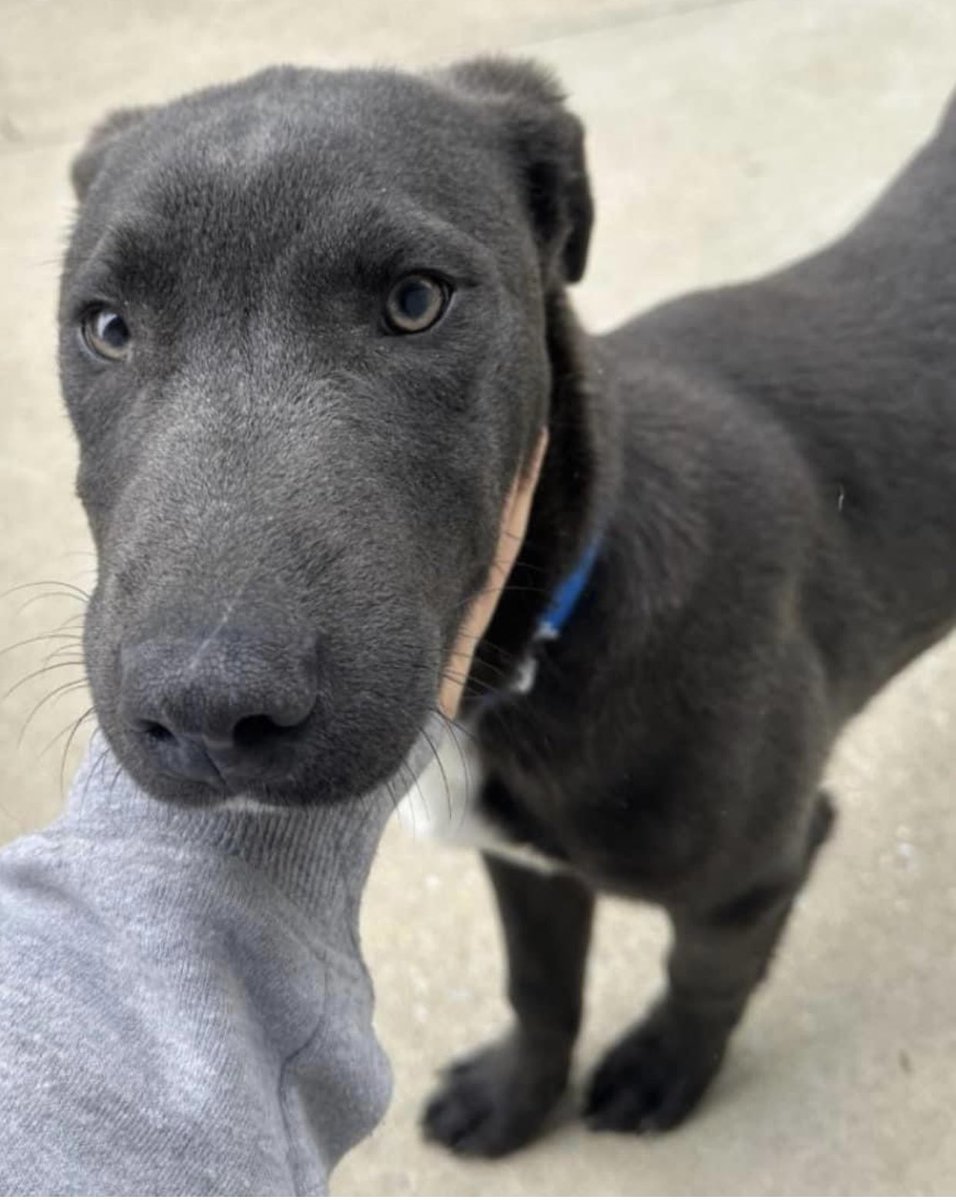 reddogsusie's tweet photo. #TN #MEMPHIS
🆘FINAL PLEA🆘Rocko 8mo boy Super Sweet, loving &amp; friendly-full of puppy love &amp; fun. OVERLOOKED in a packed shelter
💥MUST EXIT 4/20 - EUTH LISTED 4/21💥pls
🔹Adopt🔹Pledge🔹Rescue
🔹Foster #MASA22129
https://t.co/MSY3KptBJ4 https://t.co/jj7D2ltvwn