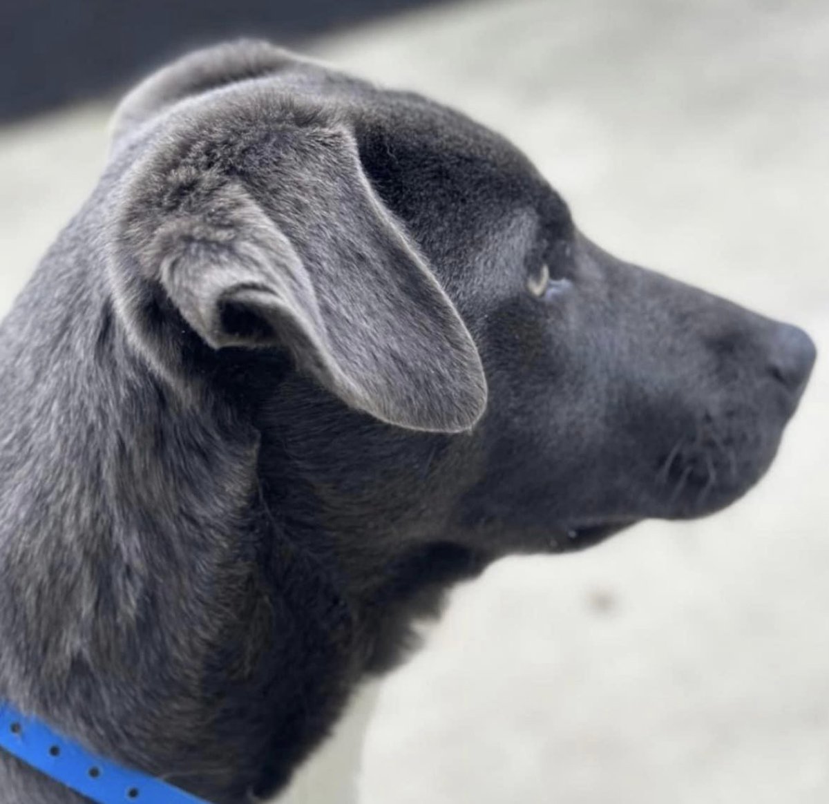 reddogsusie's tweet photo. #TN #MEMPHIS
🆘FINAL PLEA🆘Rocko 8mo boy Super Sweet, loving &amp; friendly-full of puppy love &amp; fun. OVERLOOKED in a packed shelter
💥MUST EXIT 4/20 - EUTH LISTED 4/21💥pls
🔹Adopt🔹Pledge🔹Rescue
🔹Foster #MASA22129
https://t.co/MSY3KptBJ4 https://t.co/jj7D2ltvwn