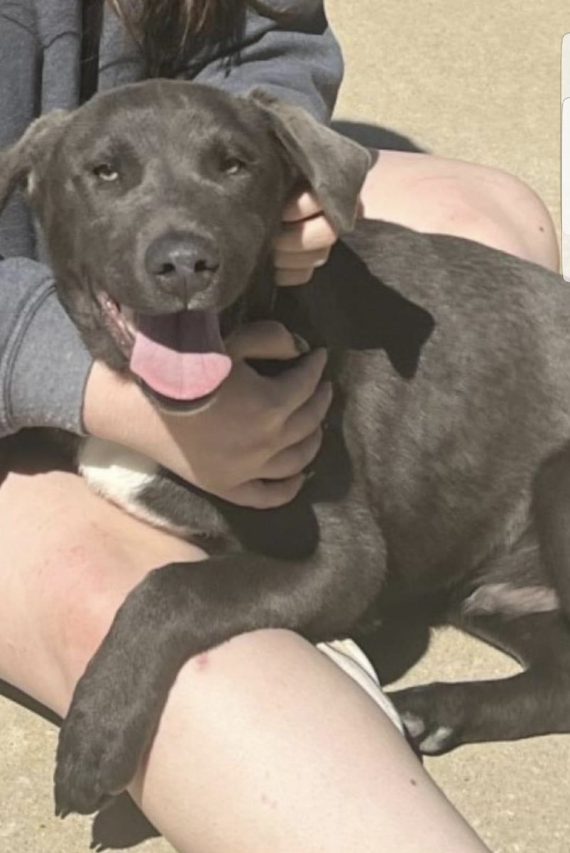 reddogsusie's tweet photo. #TN #MEMPHIS
🆘FINAL PLEA🆘Rocko 8mo boy Super Sweet, loving &amp; friendly-full of puppy love &amp; fun. OVERLOOKED in a packed shelter
💥MUST EXIT 4/20 - EUTH LISTED 4/21💥pls
🔹Adopt🔹Pledge🔹Rescue
🔹Foster #MASA22129
https://t.co/MSY3KptBJ4 https://t.co/jj7D2ltvwn