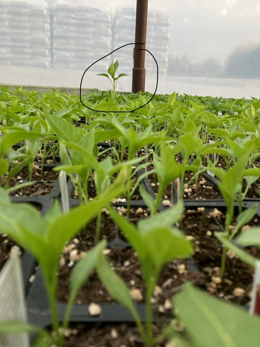 12,000 peppers, picture perfect and good enough for the front cover of the Burpee catalog.  Except this bastard that thinks it’s a height competition.