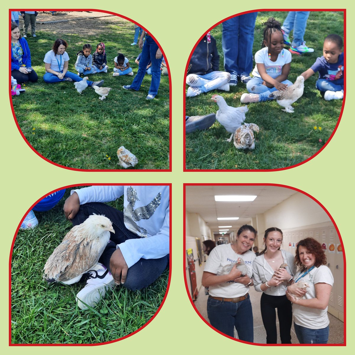 Ms. Schnell STEM (@msschnell_stem) on Twitter photo Sally, Lemon Drop & Nuggets first outdoor playdate with Ms. B's & Ms. Reed's prek classes. The chicks enjoyed checking out life beyond their coop. <a href="/BCPSHES/">Hawthorne Elementary</a> Sally, Lemon Drop & Nuggets first outdoor playdate with Ms. B's & Ms. Reed's prek classes. The chicks enjoyed checking out life beyond their coop. <a href="/BCPSHES/">Hawthorne Elementary</a>