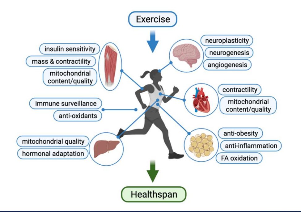 ChristopherACSM's tweet photo. https://t.co/XqY5bRsvZN
#Exercise is humanity's most ancient and effective #lifestyle intervention. Considered both #treatment and #prevention of many chronic #diseases
#exerciseismedicine #exercisephysiology #therapy #health #medicine @MDPIOpenAccess @ACSMNews @CEPAupdates https://t.co/2TTnmn2fmt