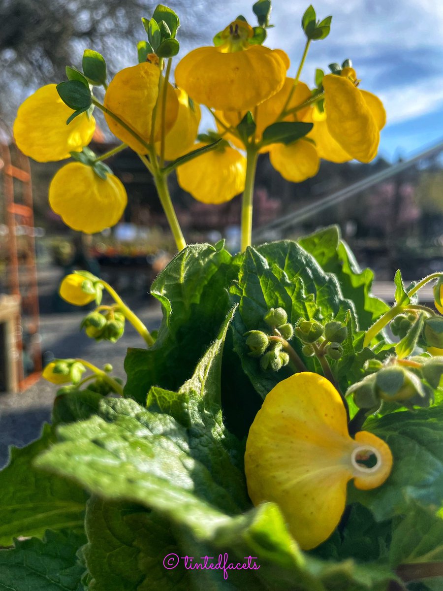 TintedFacets's tweet photo. Visited a local nursery today and the sight was beautiful! #canon #canonusa #canonphotography #canonrebelt6 #shotoncanon #komo4 #wapertures @seattlerefined @1889washington #everythingwashington @425magazine #sonorthwest #seattlesouthside #nature #naturephotography #flowers https://t.co/EPoC8NCXzY
