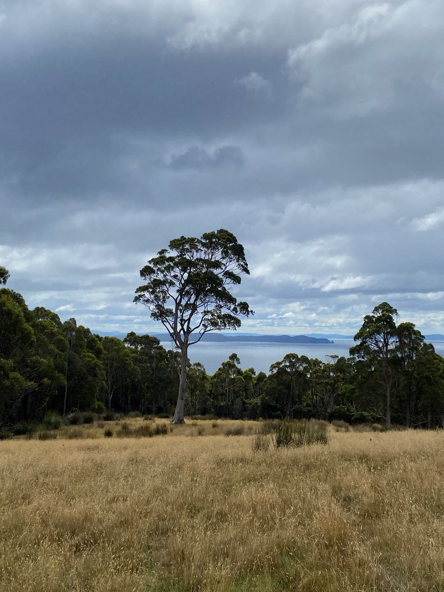Two dreamy shots from Bruny Island where PhD Student Ellen Gunn visited recently with one of her industry partners and supervisor Dr Peter Harrison. The site will be home to some long-term tree growth trials as well as habitat for the endangered swift parrot.