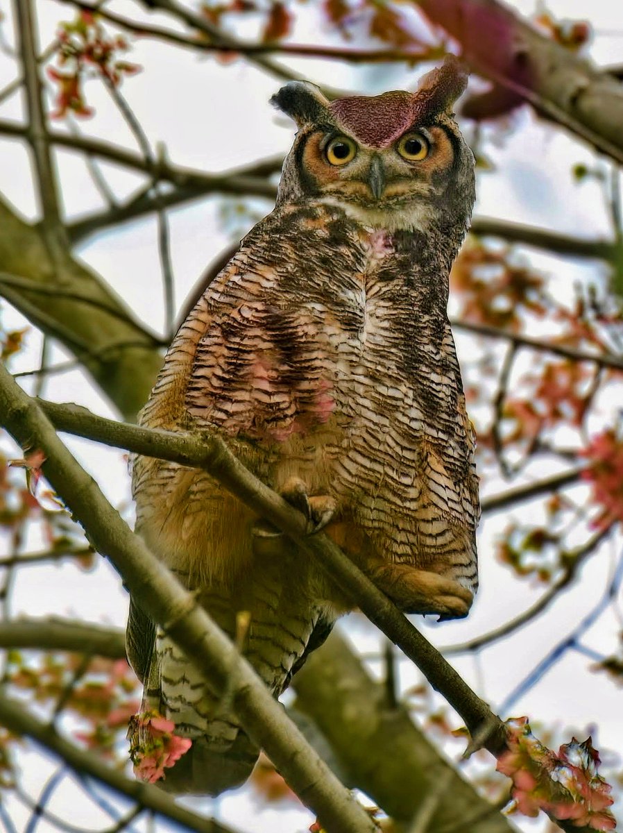 BirdCentralPark's tweet photo. Geraldine the resident Great Horned Owl before flyout in the Central Park Ramble. She has been spending her days resting near the visiting Great Horned Owl, leading many to wonder what's going on between these two. https://t.co/OuahqBvnLL