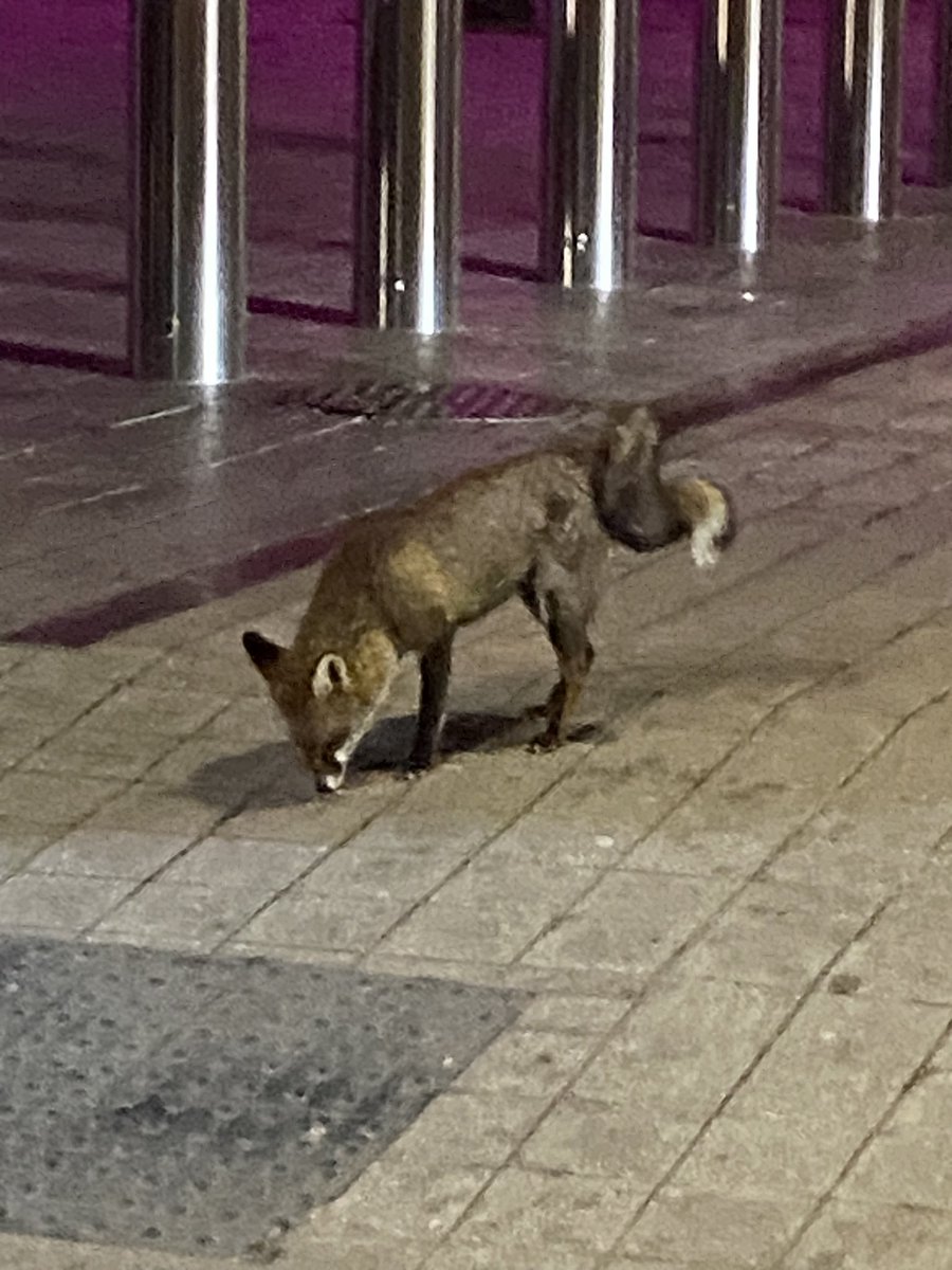 Just saw this fox with two tails. What does it mean?