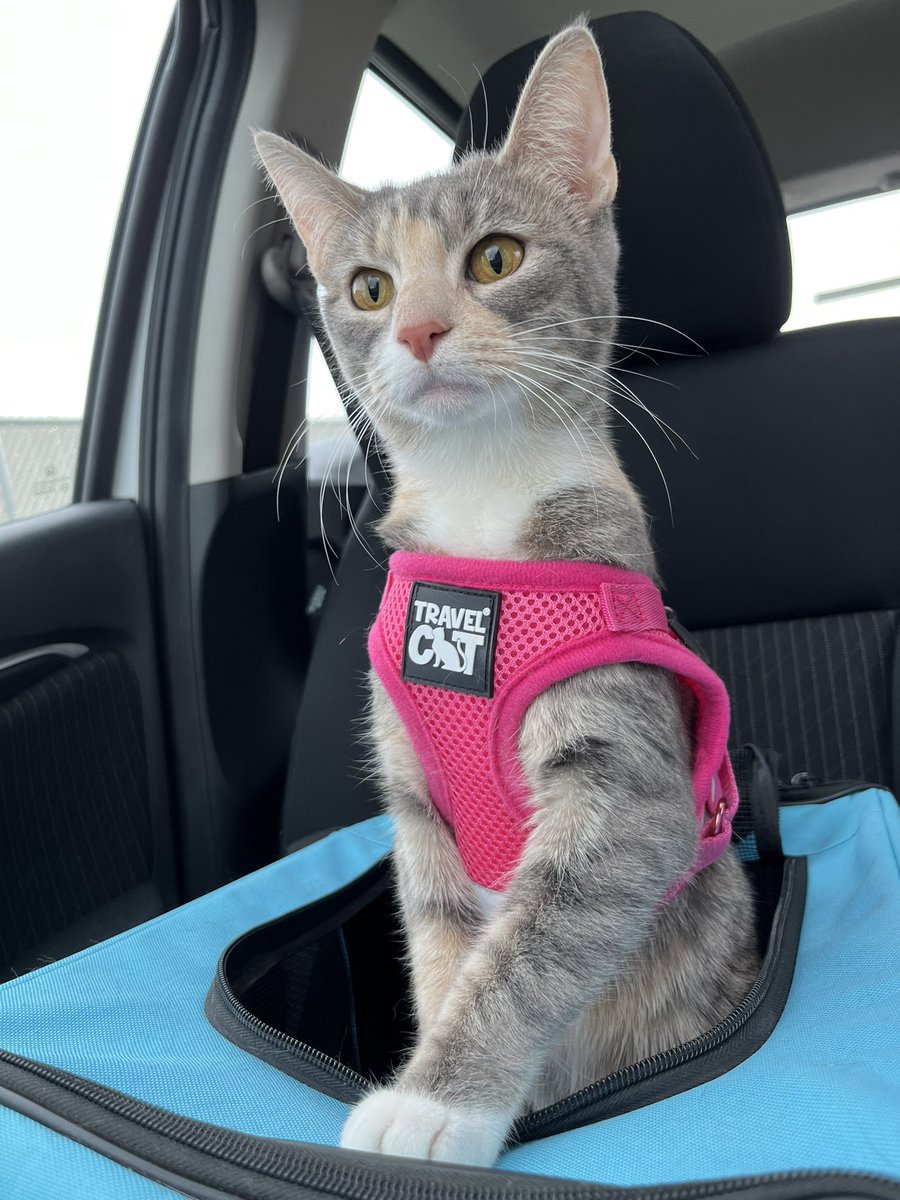 ShopDeVased's tweet photo. Took my cat to the Starbucks drive through today and they loved her https://t.co/0g40ghdVUp