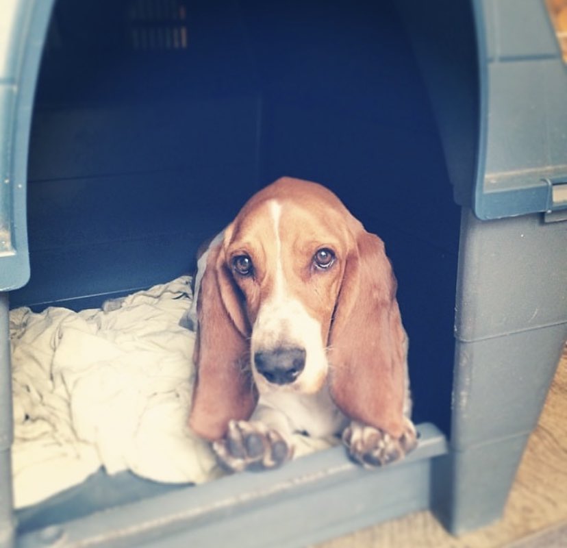 CinRT00's tweet photo. Fue mi primer mascota de la vida, hoy partió a un nuevo plano del que estoy segura seguirá siendo feliz.

Que horrible es sentir un vacío en el corazón por la pérdida de un integrante importante de la familia. 🥺😢

Por siempre y para siempre mi amigo #Bruno 🐶🤍 https://t.co/U6lgeM6Rj2