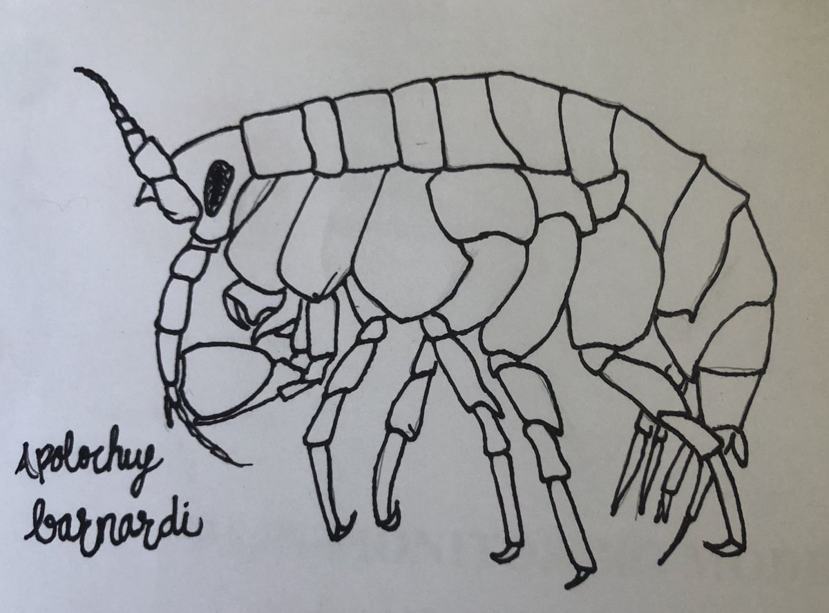Carmen Ritter ⎈ (@ocean_critter) on Twitter photo A fond birthday wish to <a href="/clurmurph/">Claire Murphy</a>, my amphipod queen. Her request for 𝘈𝘱𝘰𝘭𝘰𝘤𝘩𝘶𝘴 𝘣𝘢𝘳𝘯𝘢𝘳𝘥𝘪 has been granted for May's amphipod of the month ♥️ #AOTM A fond birthday wish to <a href="/clurmurph/">Claire Murphy</a>, my amphipod queen. Her request for 𝘈𝘱𝘰𝘭𝘰𝘤𝘩𝘶𝘴 𝘣𝘢𝘳𝘯𝘢𝘳𝘥𝘪 has been granted for May's amphipod of the month ♥️ #AOTM