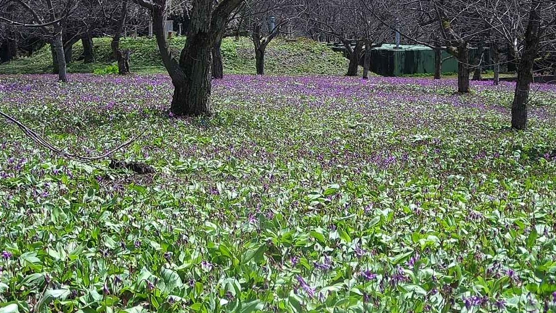 semboku_tourism's tweet photo. 【#かたくり群生の郷】
４／１９、#カタクリ の花は早咲きエリアは終わり、山辺の遅咲きエリアは満開となっています。珍しい白いのカタクリの花も咲いているのが確認されています。かたくり館では特産品販売も実施中。 https://t.co/5uTYWBjddF #仙北市 #かたくり #西明寺栗 https://t.co/YiU6cx1Tsu