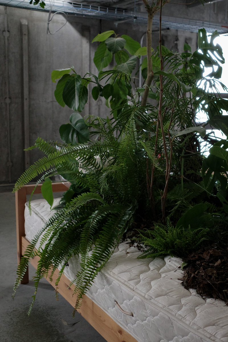 ysk09010901's tweet photo. 北陸の大手家具屋さんとのサーキュラープロジェクト。
家具を棲家にした植物たち。 https://t.co/gpLpIePnr9