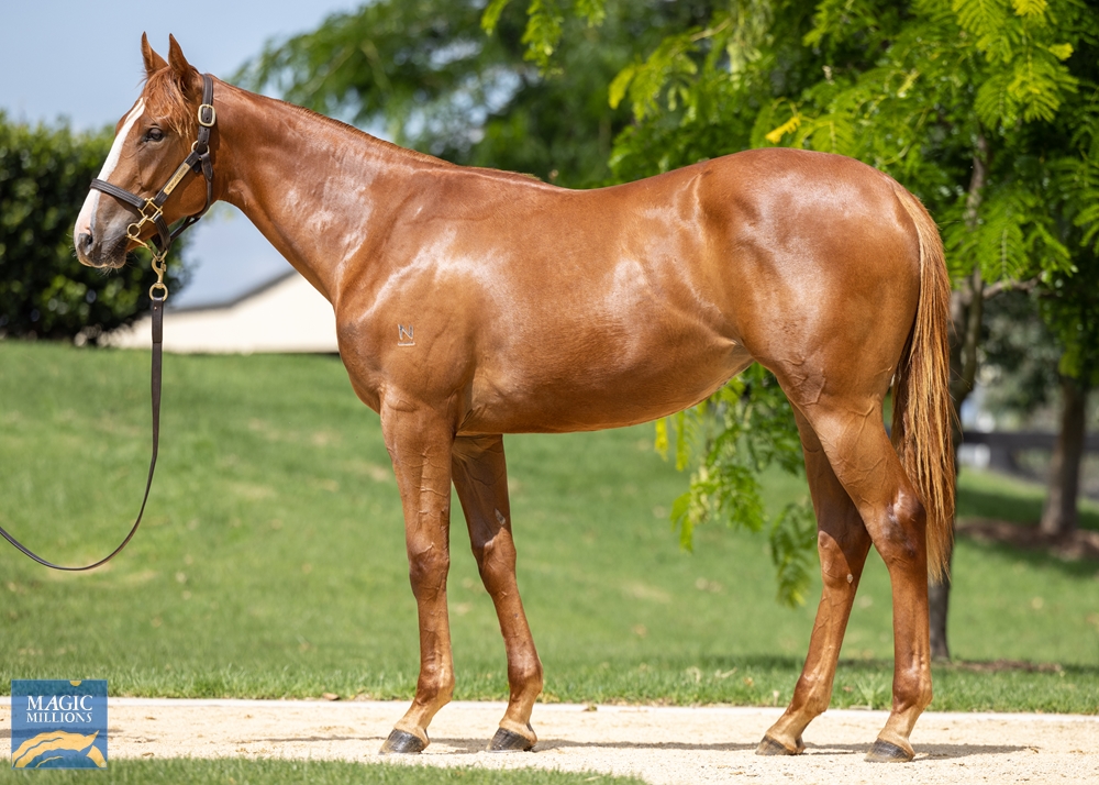 anz_news's tweet photo. An 11th individual 2YO winner for @NewgateFarm's RUSSIAN REVOLUTION (Snitzel) this season after a win from Mixed Spice (2 f ex Typing by Sebring) at Ipswich 👊

She was a $200,000 @mmsnippets yearling, purchased by trainer @PagePagehorses 🌟 https://t.co/2BUttNBoSj