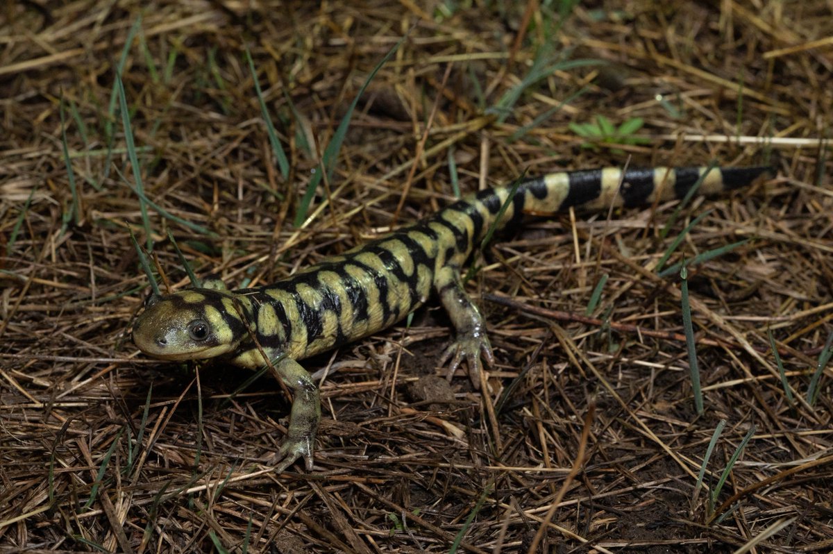 MrAndrewDuBois's tweet image. A juvenile intergrade between the Barred Tiger Salamander (Ambystoma mavortium mavortium) and the Arizona Tiger Salamander (Ambystoma mavortium nebulosum) from Jefferson County, Colorado, USA.