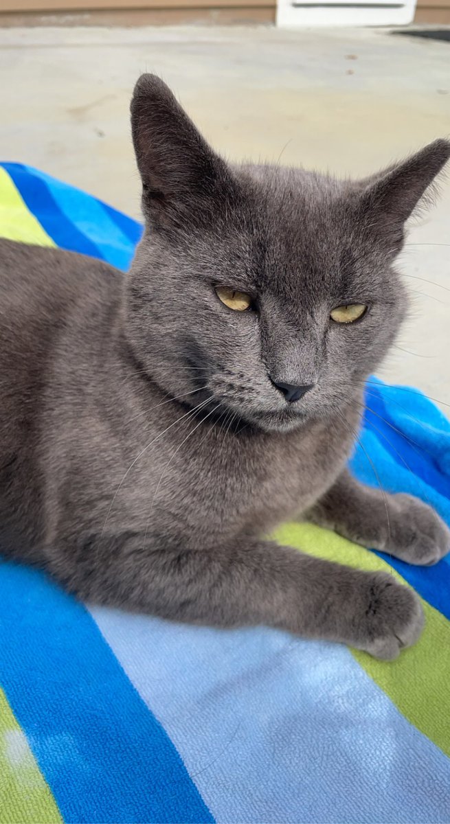 SellmanJulia's tweet photo. Missing my beautiful cat, Earl Grey. He’s such a good boy! 🐈⬛ #GrooverPR https://t.co/uATDhWItFo