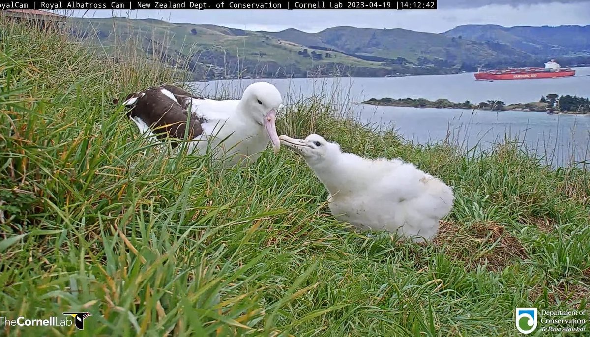 _agedas_'s tweet photo. 久々に親子ショットな上にスキンシップとってる所を見てニコニコしてる🥰かわいい〜
#RoyalAlbatrossCam
#CornellLab
#アホウドリ https://t.co/BXk0jWIEBl