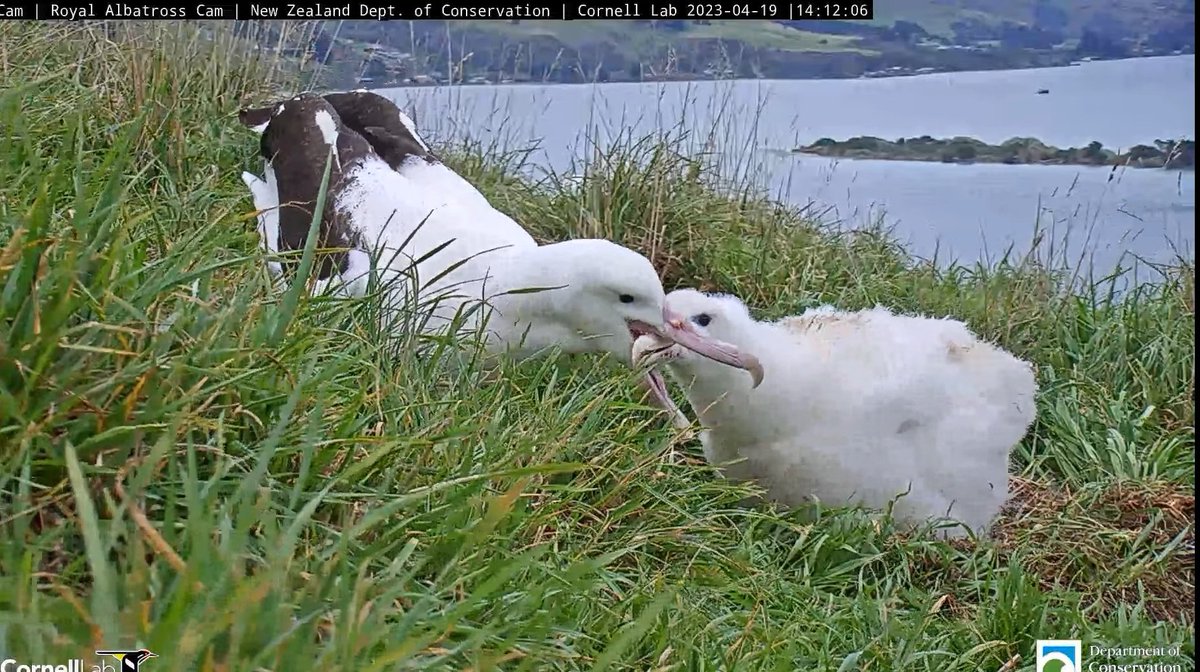 _agedas_'s tweet photo. 久々に親子ショットな上にスキンシップとってる所を見てニコニコしてる🥰かわいい〜
#RoyalAlbatrossCam
#CornellLab
#アホウドリ https://t.co/BXk0jWIEBl