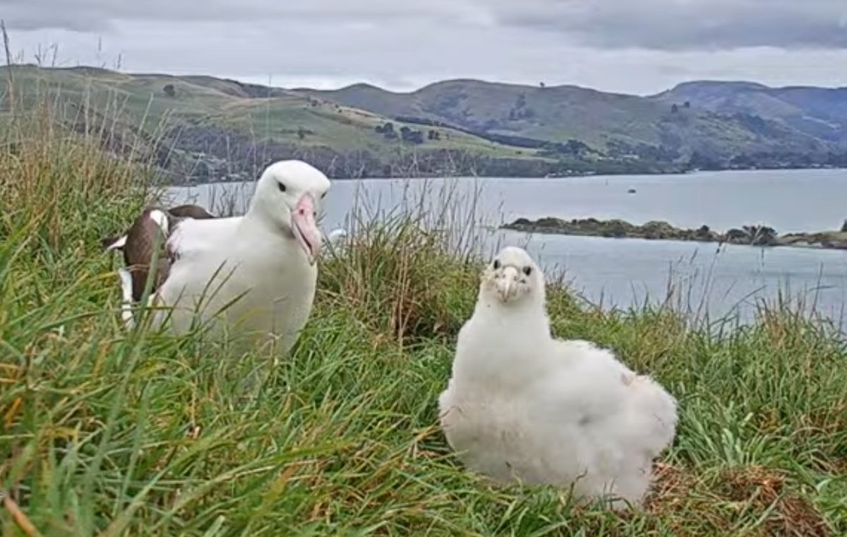 _agedas_'s tweet photo. 久々に親子ショットな上にスキンシップとってる所を見てニコニコしてる🥰かわいい〜
#RoyalAlbatrossCam
#CornellLab
#アホウドリ https://t.co/BXk0jWIEBl