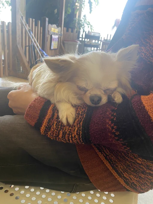 箱根にある動物ふれあい施設、老犬と思しき小型犬が抱っこをおねだりしてきてかわいちゅぎ、ウサギ多め小動物から豚やアルパカまで色々な動物がいっぱいおり、触れるものも多い。みんなおとなしい 