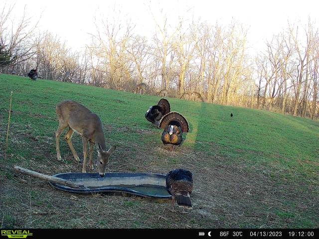 RackWater's tweet image. A @SkylineBlinds overlooking a RacH2O filled pond is a beautiful setup! After a hard winter, the deer and turkeys are hitting the RacH2O hard, especially with the recent heat wave. We know what stand location our WI customer will be at! @tactacam #turkeyhunting #turkeyopener