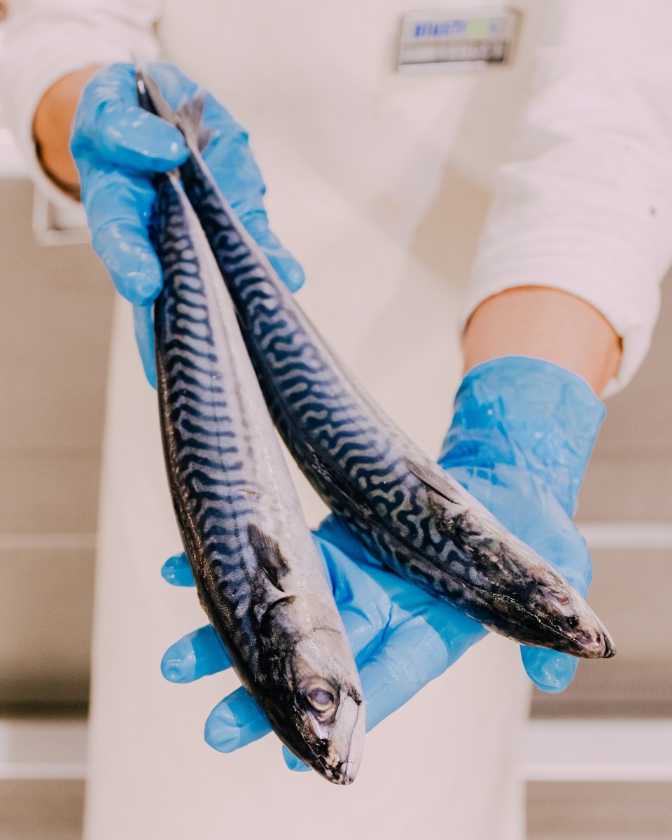 Plusfresc's tweet image. Sabries dir-nos de quin #peix es tracta? 🤔
🔹És un dels peixos més econòmics
🔹És molt ric en àcids omega 3.
🔹Durant l'hivern, roman al fons de la mar sense alimentar-se.
🔹Realitza migracions en grans bancs, reproduint-se a la primavera.