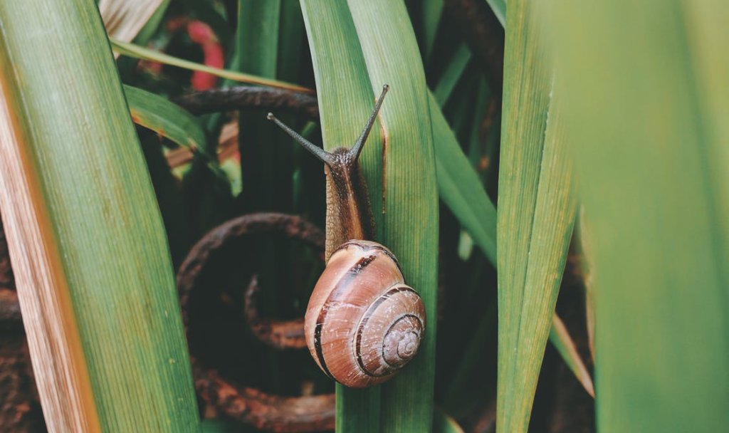 It's that time of year again where #pests are starting to come out in force and destroying your hard work in and around your gardens.

Luckily, there are some techniques that you can use to help protect your garden and keep it looking as you intended: zurl.co/6mfS