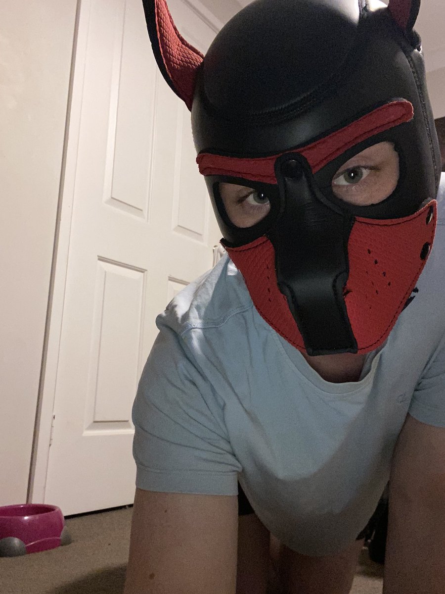 Pup Smudge tweet media