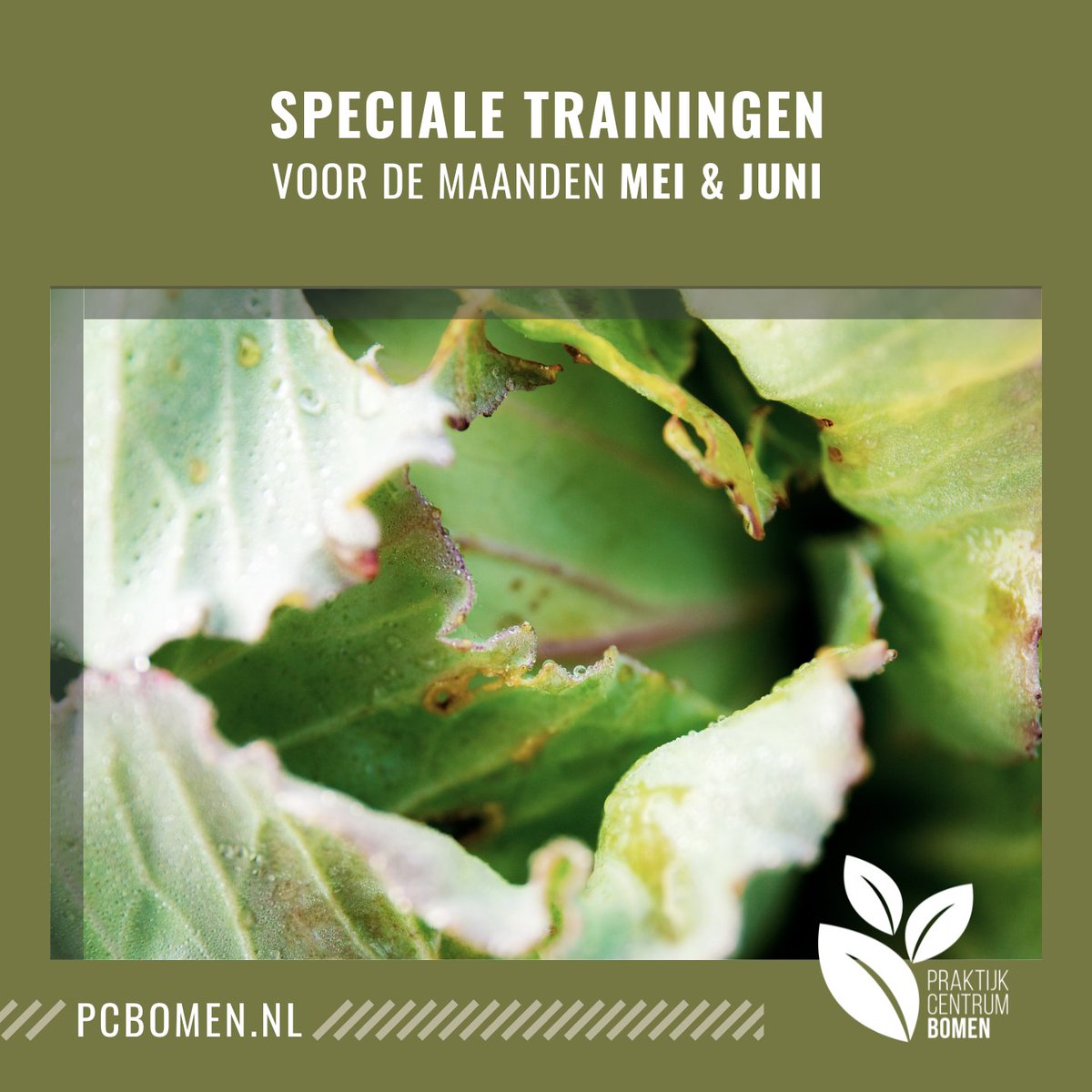 In de maanden mei en juni kan je je kennis vergroten door het volgen van de volgende speciale trainingen: 
✅ Handboek bomen op 26 en 31 mei
✅ Plantenkennis Zomerkenmerken op 25 mei en 1 juni
✅ Ziekten en aantastingen op 17 mei

Meld je snel aan: bit.ly/2TSknUN
