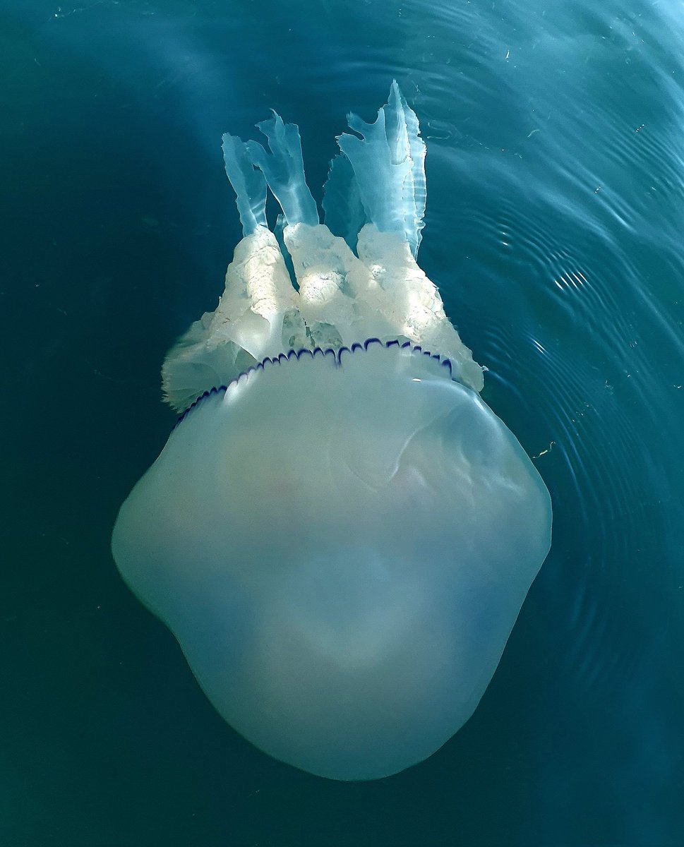 Rhizostome Jellyfish courtesy of Louisa Harris