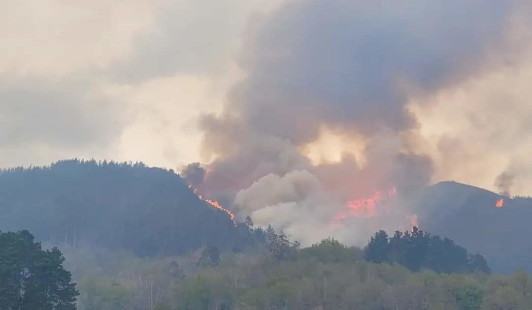 AndechaMoceda's tweet photo. Ente los incendios: Repoblación con especies autóctones
https://t.co/DsWpKGAMuJ
#Andecha #andechaastur #andechando #asturies #puxaasturies #puxaasturiesdixebra
#puxaasturiesdixebrá #dixebra #asturiesarde https://t.co/OJ4igrMjxX