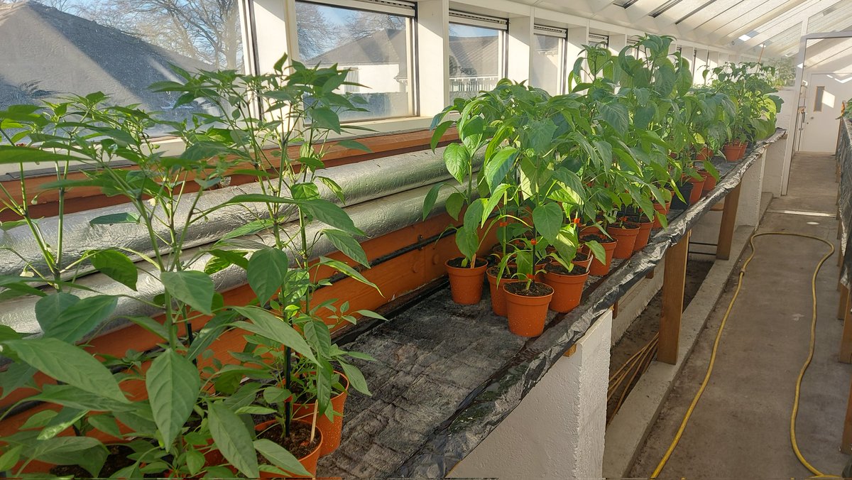 roy balfour (@roybalfour1) on Twitter photo First chilli of the season & chillies & sweet peppers ready to be planted in our <a href="/RossieYPT/">Rossie</a> tunnels. <a href="/CultivationSt/">Cultivation Street</a> <a href="/caleygrowlearn/">Grow & Learn Awards</a> <a href="/SoilAssocScot/">Soil Association Scotland</a> <a href="/ScotlandGrows/">Scotland Grows Magazine</a> <a href="/TheCaley/">The Caley</a> First chilli of the season & chillies & sweet peppers ready to be planted in our <a href="/RossieYPT/">Rossie</a> tunnels. <a href="/CultivationSt/">Cultivation Street</a> <a href="/caleygrowlearn/">Grow & Learn Awards</a> <a href="/SoilAssocScot/">Soil Association Scotland</a> <a href="/ScotlandGrows/">Scotland Grows Magazine</a> <a href="/TheCaley/">The Caley</a>