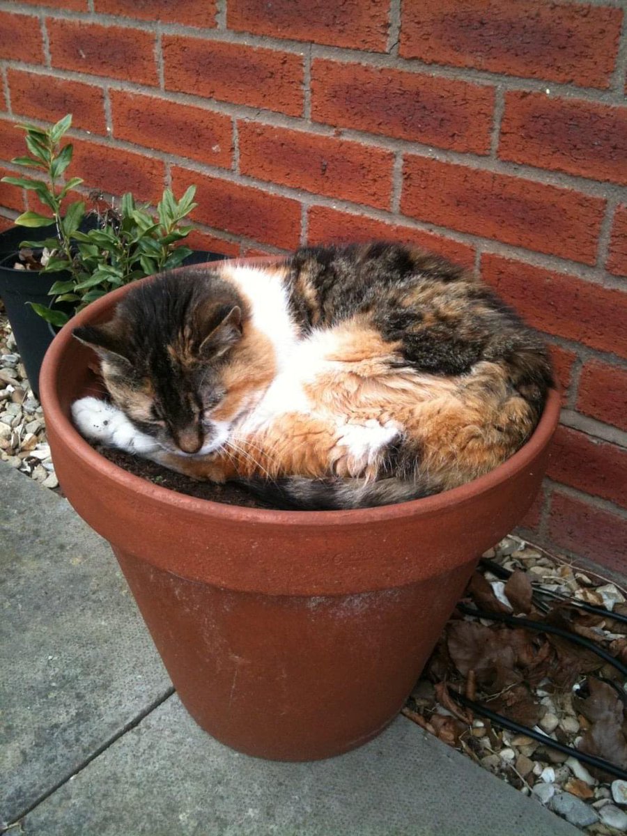 Charlotte Thorn tweet media