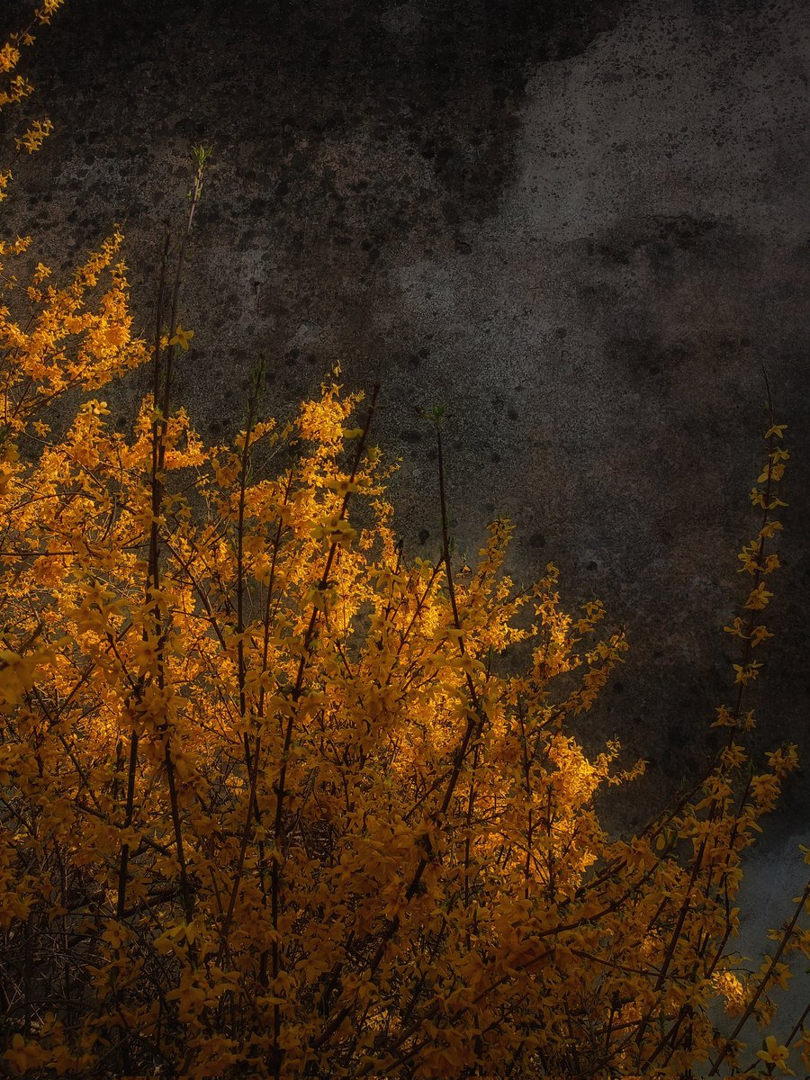 CaramelDogCraft's tweet photo. Forsythia in bloom.
Jastrowie, Poland. https://t.co/VnefXm0uiS