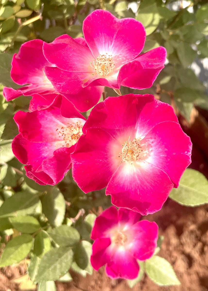 Good Morning & happy #RoseWednesday . #Twitter #TwitterGardening #Rose #Flowers #FLOWERCHALENGE