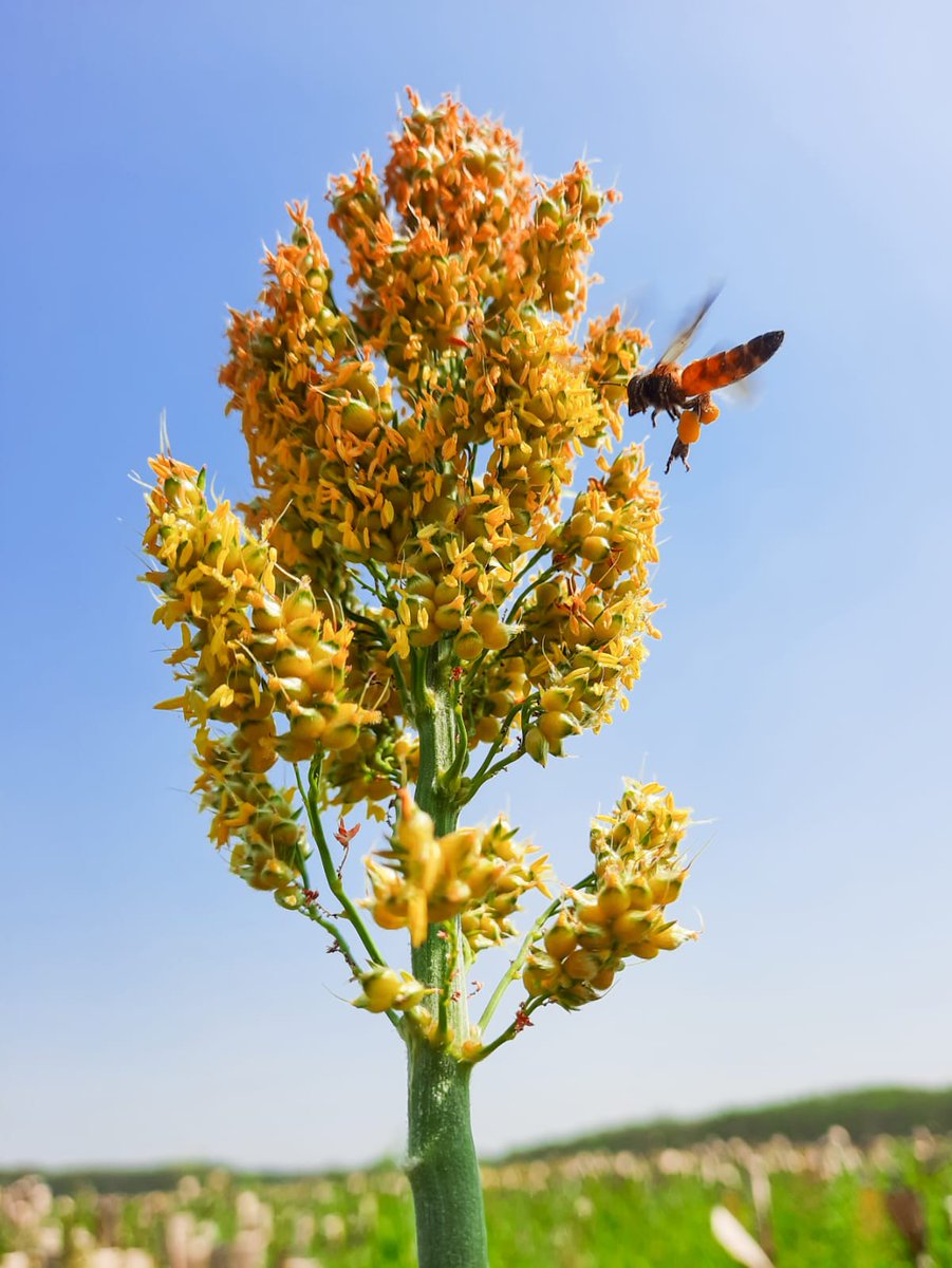 Happy to note that #Hyderabad's Biodiversity Index Score has improved from 36 to 57 of 92 between 2012-22 and delighted that #ICRISAT &amp; other protected parks in the city are contributing to safeguarding &amp; conserving the wide range of species

deccanchronicle.com/lifestyle/envi…

PC: Niranjan