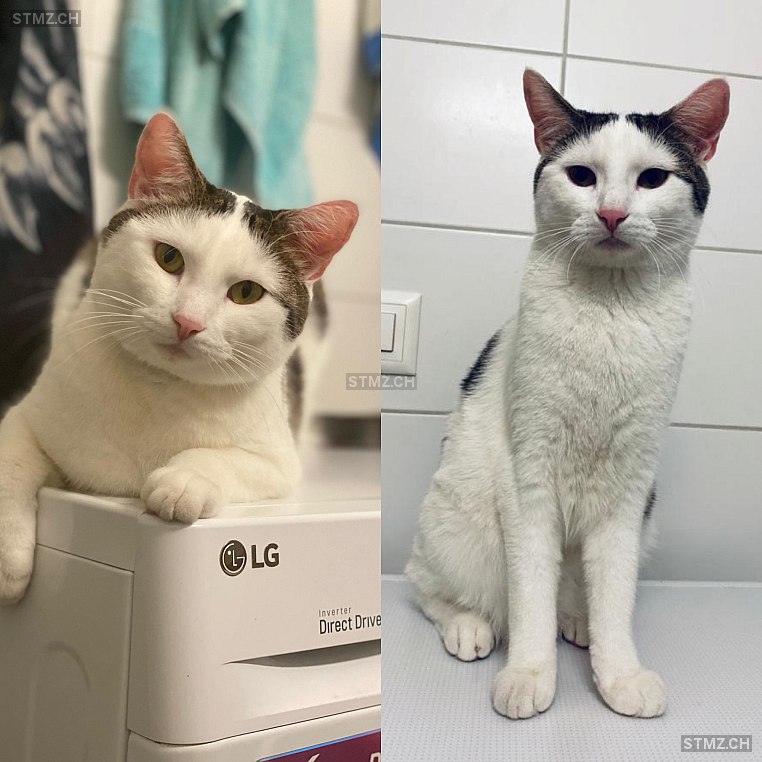 stmz_ch's tweet photo. #Katze #vermisst https://t.co/x41QfpFrTu 8956 #Killwangen männlich gefleckt Schwarz Braun Weiss kurzhaar https://t.co/lbaVt38hoJ