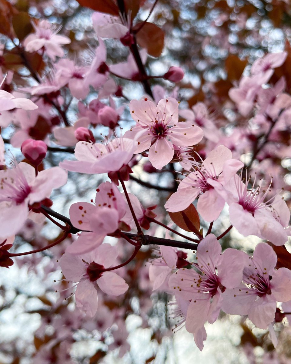 AnthophileLDN's tweet photo. Pink perfection ๐ธ https://t.co/SPTj8DhIMV #CherryBlossom #LondonInSpring #RegentsPark https://t.co/MthJRLOYRx