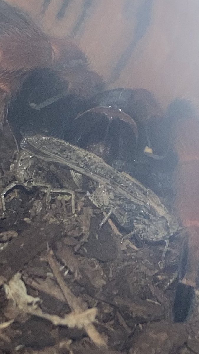 SR14747445's tweet photo. Monster my baby #tarantula #bugs #creatures #bugcore https://t.co/yxa0fTIpyv