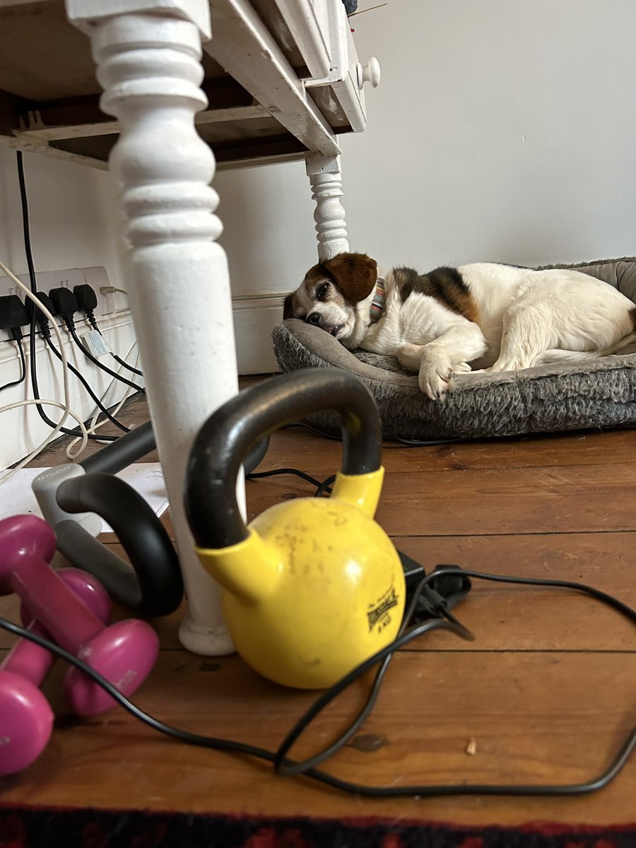 exmoorjane's tweet photo. View from the mat after this morning’s class with @GillieMojo - many plugs and a snoring dog totally unimpressed by my efforts.  #notyoga #wildmovent #primal https://t.co/oAVsfnXB2S