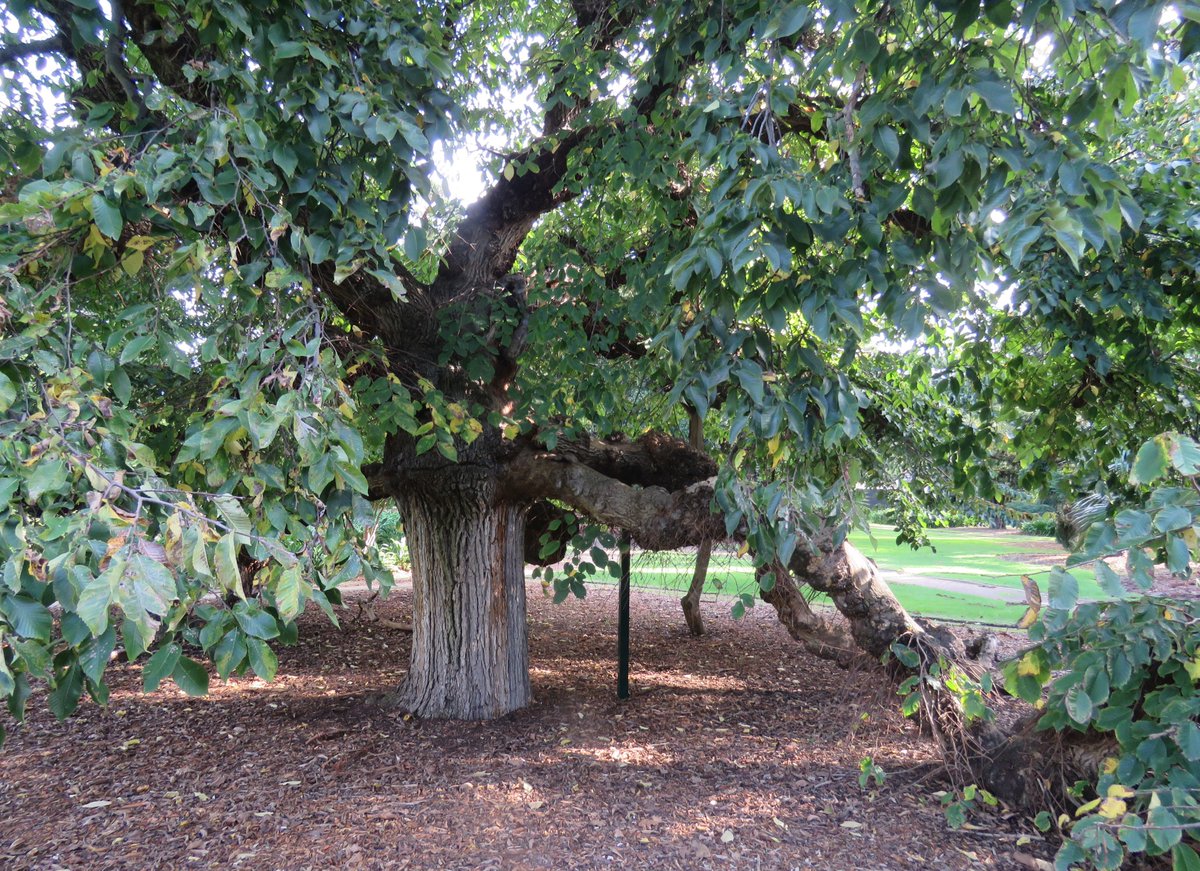 StuartWilliams_'s tweet photo. Ulmus glabra 'Pendula' at Kamesburgh Gardens #Ulmus #Kamesburgh https://t.co/znk79rBa3r