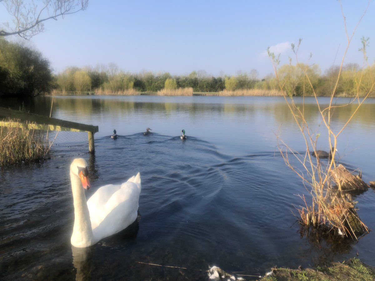 mdrakes1's tweet photo. @SwanwatchUk Ducks π¦ not great #motivators compared to swans π¦’! Once evident I didnβt carry food, they vanished. 8.5km πββοΈ this morning in the @IngrebourneEWT for run 19/19 in #REDApril. 171/170km banked with 11 outings left. Hoping to reach 230km @TeachersRunClub @WeAreERC https://t.co/vKD418gl4L