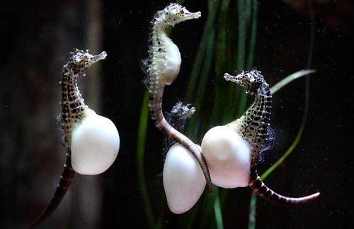 Pregnant seahorse dads.