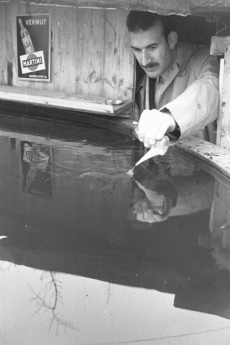 Carpa Juanita. 1955 

📸 ACG, Fons de Ramir Horro 

#arxiu #carpa #Juanita #Roig #Toques #vilanovilageltrú #garraf