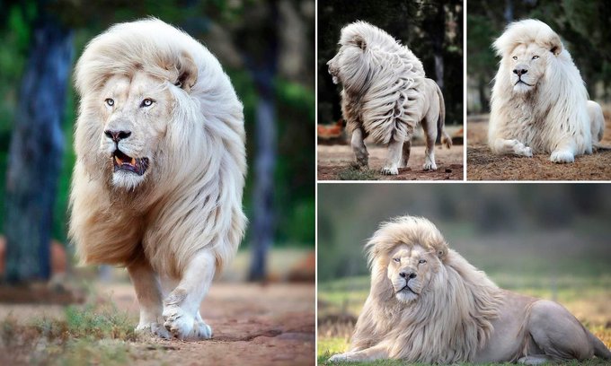 Rainmaker1973's tweet photo. This white lion is named Moya and lives at a lion sanctuary in South Africa. It was photographed by British photographer Simon Needham and it seems to takes pride in his locks as he shows off its beautiful hair 

[read more: https://t.co/mYTyBjpc78] https://t.co/woaKfHeH9W