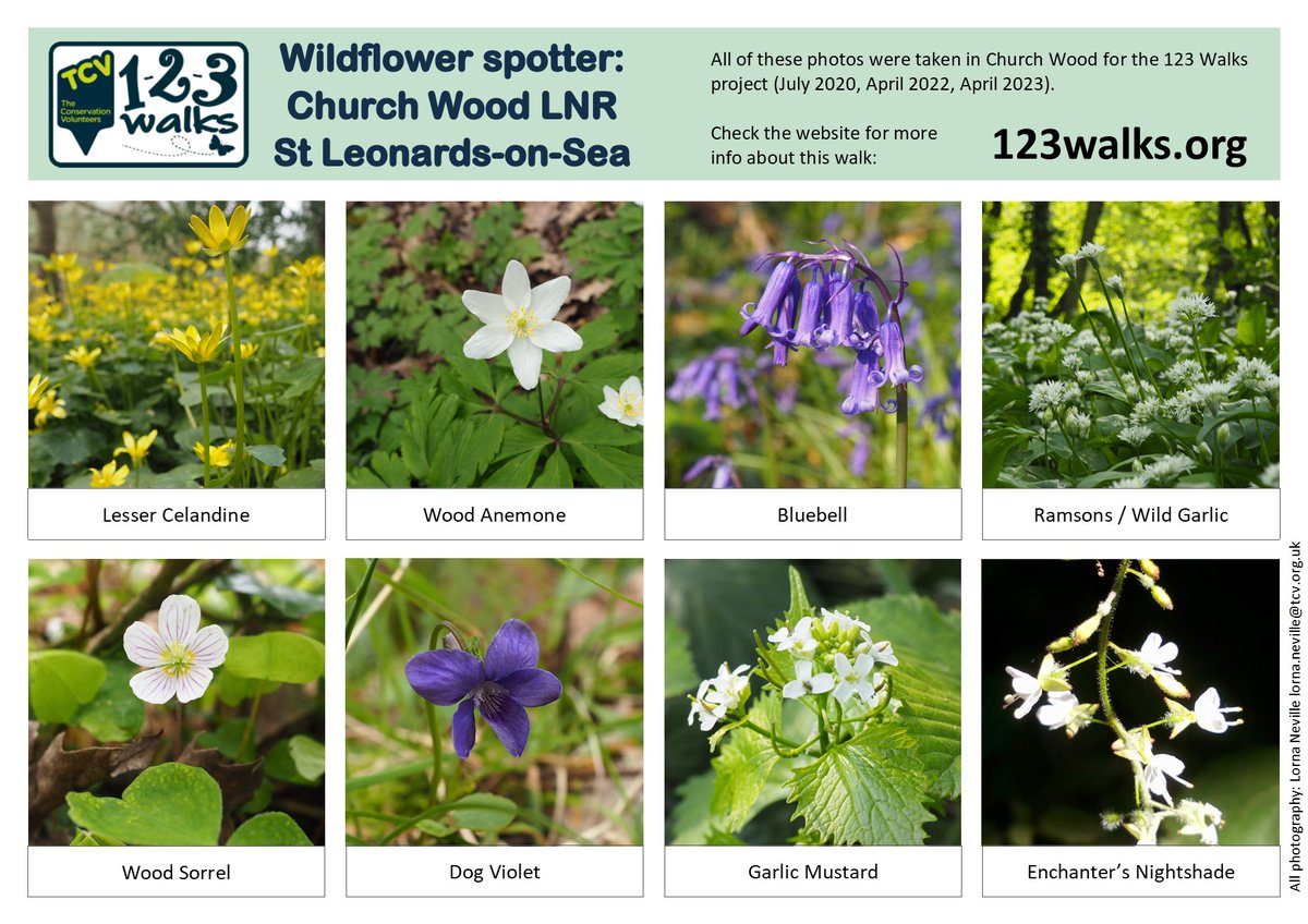 123Walks's tweet photo. Wildflower spotter sheet for Church Wood #stleonards plus 123 Walks map. Beautiful spring walk - masses Wood Anemones &amp; Lesser Celandine now, Bluebells &amp; Wild Garlic soon!
#Hastings #naturewalks #hastingsshortwalks #springwalks #getwalking #walkforwellbeing #eastsussexwalks https://t.co/4dm9KG6cWf